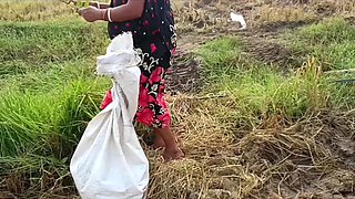 Pee of the Village in Outdoor Field of Paddy Cutting Nomita Boud