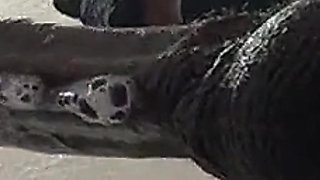 Sloppy Blowjob