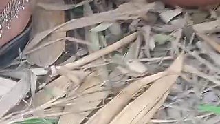 Village Local Bhabhi Outdoor Sex Video