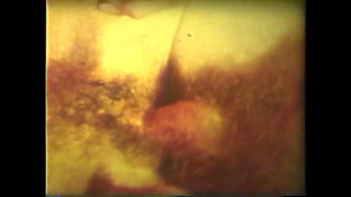 The Dirty Pig Prostitute