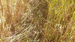 Desi daughter-in-law is walking in the wheat field in front of her father-in-law with her big ass and fingering her pussy.