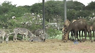 Watch flashy mate's porn
