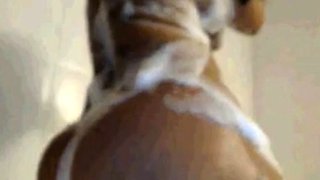 Big Booty Latina With Huge Tits In The Shower