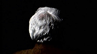 Big black cock in hairy pussy