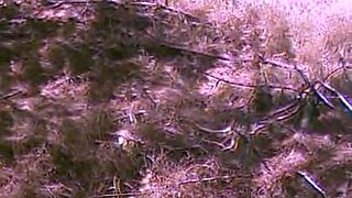 Walking Forest - Video for Fans with Slowmotion