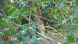 Nataly Divine Girl Sucking Her BF in the Wood, Shoot by a Voyeur