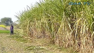 Village life  billo hote video