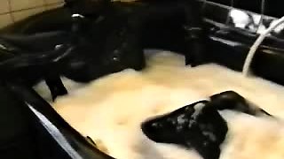 Amateur cd in latex masturbating dildoing