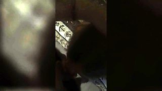 Big-Ass Brunette Girlfriend 69 and Cock Riding