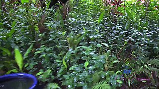 Small Tit Amateur Watched Being Fucked