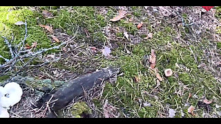 Mushroom Walk in the Forest Tick in the Pussy