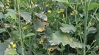 Once Again the Brother-in-law Fucked the New Sister-in-law in the Mustard Field.outdoor Sex