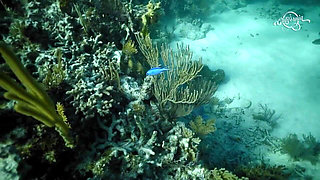 California Adventure - Lisi Parisi