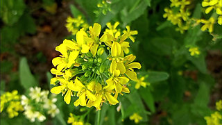 Bengali Wife First Time Video - Wet Pussy fingering 2026