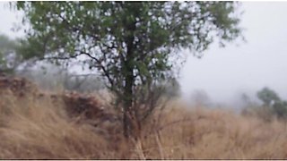 Beautiful Pawg Gets Ass Punished And Tied Up For A Piss Drink In An Olive Grove - Nuria Millan