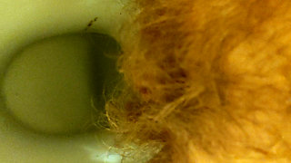 MILF Pee Close up View in the Toilet From Hairy Pussy
