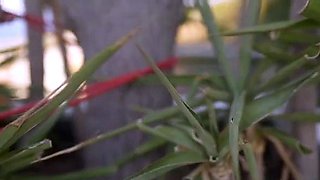 Mistress Damazonia - Show Us You Can Take It Spanking